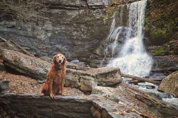 Golden dog at waterfall