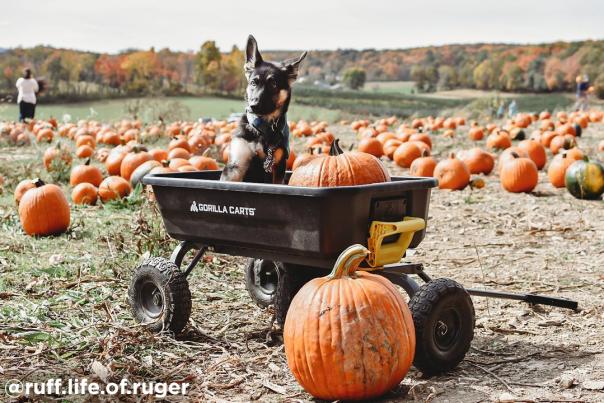 A dog enjoys a visit to a pumpkin patch in the Poconos.