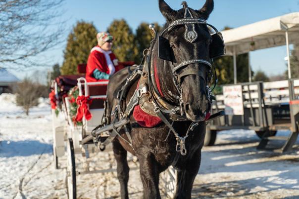 A horse drawn carriage with snow on the ground at the Country Christmas at Port Farms event