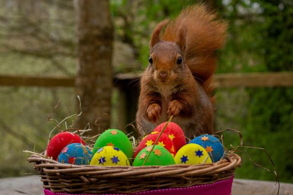 squirrel with easter eggs
