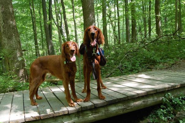 Dogs at the Park