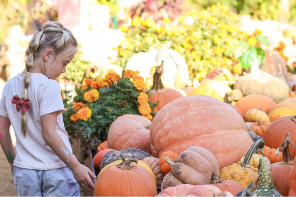 A little girl browsing through pumpkins in a pumpkin patch