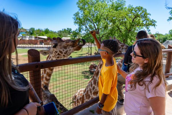 Feeding the Giraffes at OKC Zoo