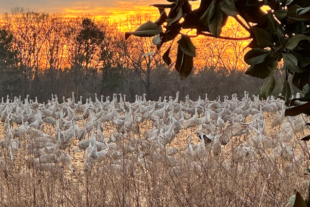 hundreds of cranes at wheeler wildlife refuge