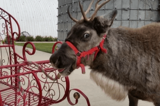 Reindeer stands by a red Christmas sled