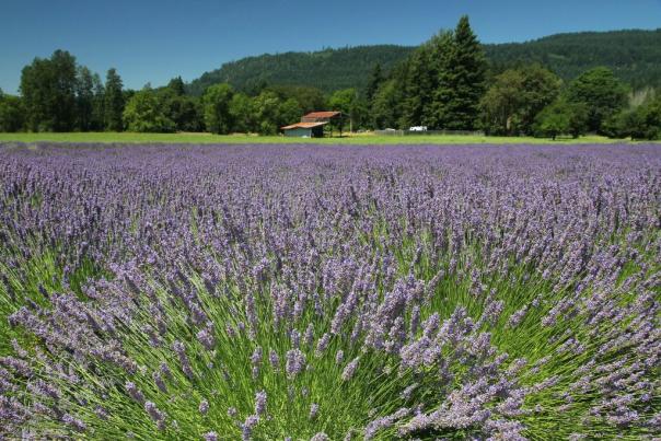McKenzie River Lavendar by Traci Williamson