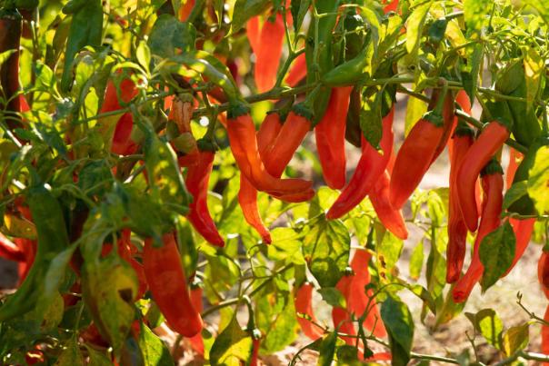 Chile peppers growing at New Mexico State University Garden
