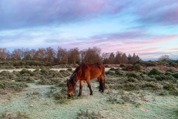 Winter Landscape and Pony in the New Forest