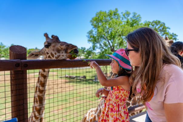 A child feeding a giraffe at the OKC Zoo