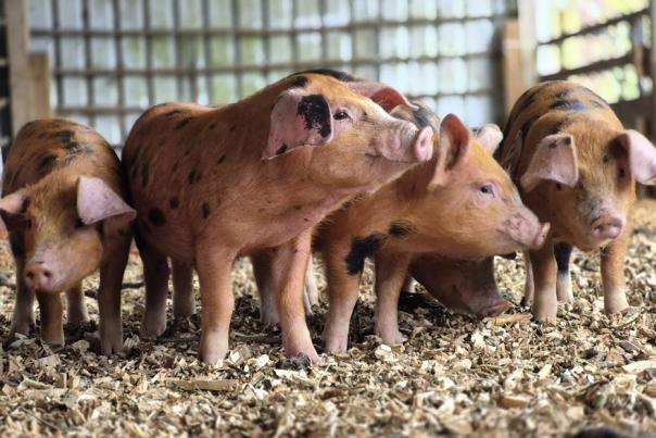 Piglets at Hockey's Farm