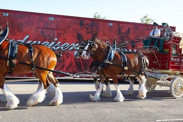 Clydesdale Horses and Budweiser Wagon