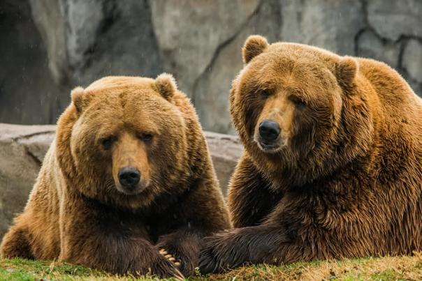 Oklahoma City Zoo Bears Will & Wiley