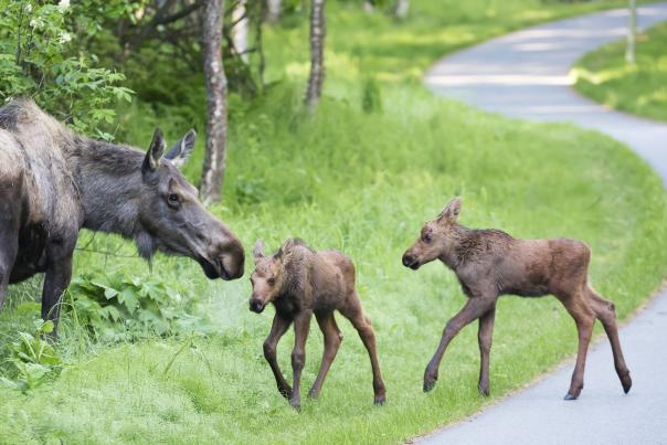 Moose Family Crossing A Path In Anchorage, AK