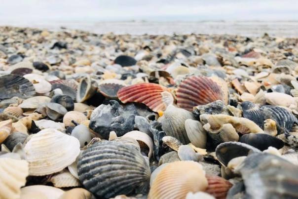 Shells