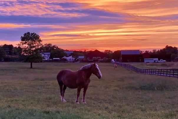 Frying Pan Farm Park - Horseback - FCPA