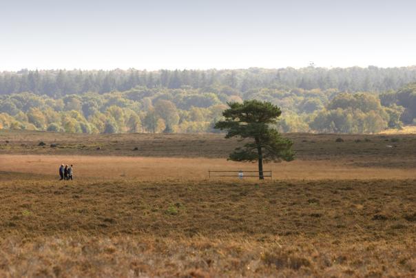 Group walking through heathland during the autumn in the New Forest