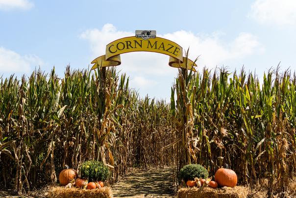 Enjoy a trip around the corn maze at Sonlight Farms in Kenly NC.