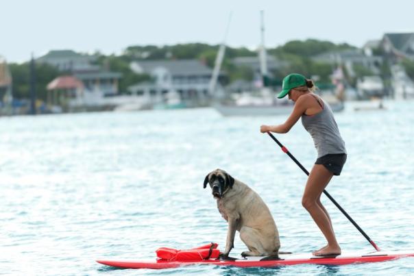Dog on Paddleboard in Wrightsville Beach