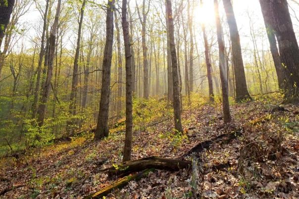 hoosier national forest