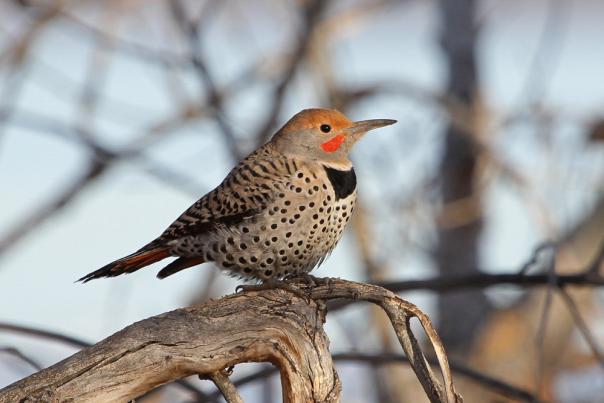 Photo Credit: Northern Flicker by David Zieg/Audubon Photography Awards