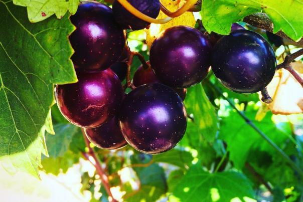 Purple muscadine grapes on the vine at Hinnant Farms Vineyards in Johnston County, NC.