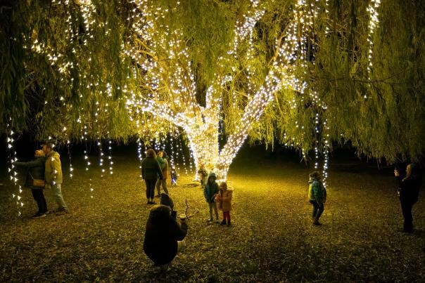 Twin Oast Winter Willow Tree