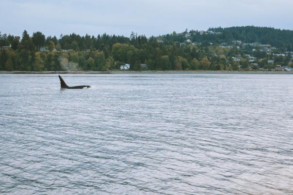 A person taking a photo of an orca.