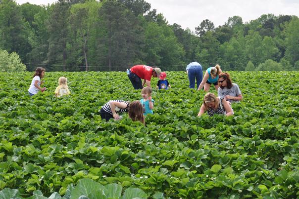 Families picking strawberries at Smith's Strawberry Farm near Benson, NC.