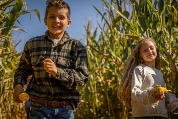 Kids running through corn maze at Patterson Farm