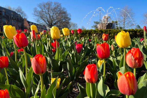 Spring Tulips at Omega Chi Fountain KU Campus