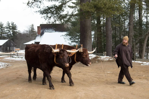 Oxen at Old Sturbridge Village