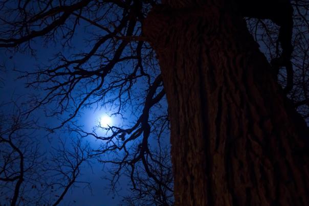 The moon peeping through big bare tree branches on a dark blue sky