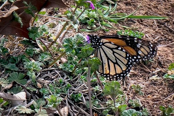 2025 First Monarch Sighting