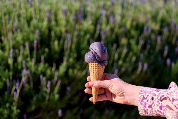 Lavender Estate, Sunset Coast