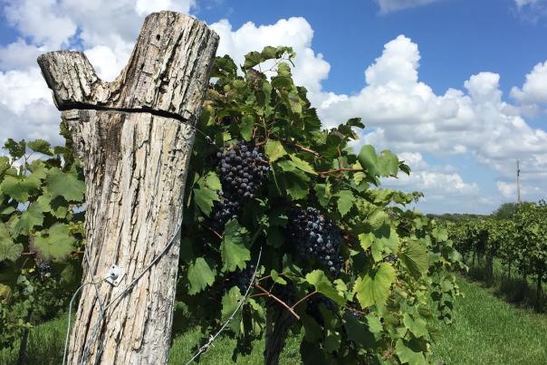 Bluejacket Winery Kaw Valley Farm Tour