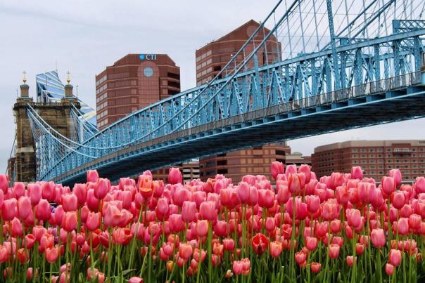Image is of pink tulips with the Roebling Bridge in the back ground.