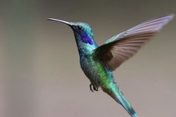 How to Explore the Birdiest City in America - Hummingbird