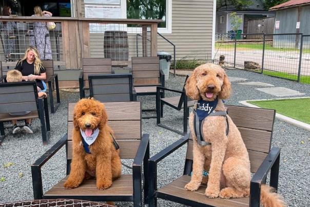 Two dogs sitting in the patio area of The Yard