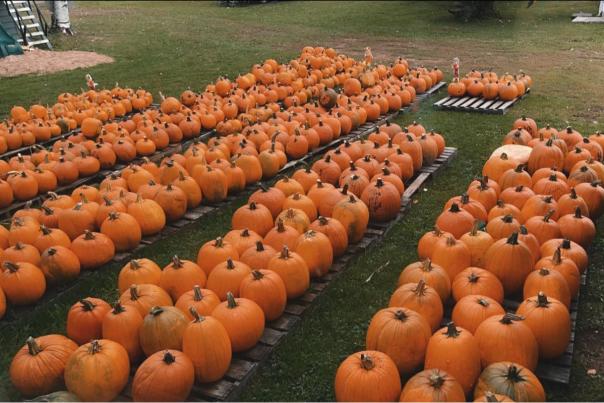 hulkkonen farm pumpkins