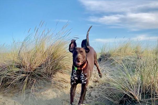 Dog running in sand dunes at West Wittering beach