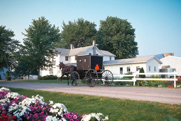 Amish Buggy