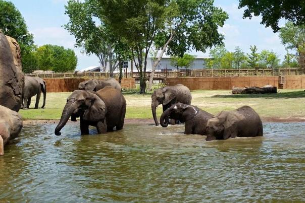 Elephants taking a swim