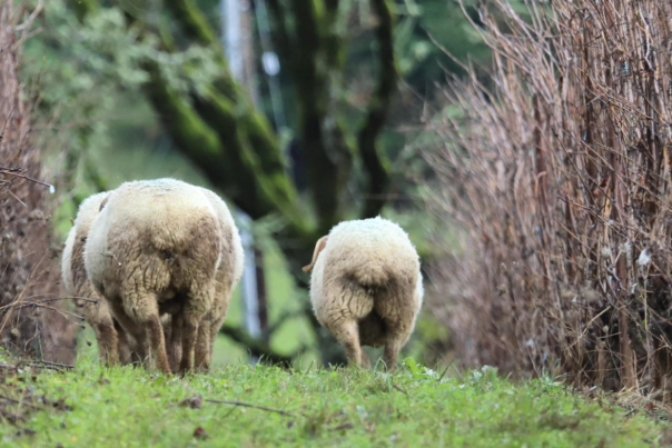 Bryn Mawr Vineyard Sheep