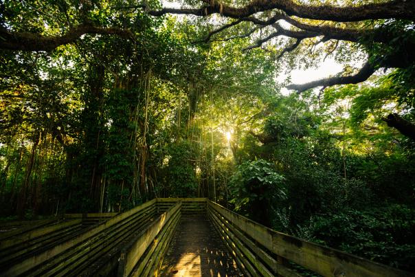 Tree Tops Park