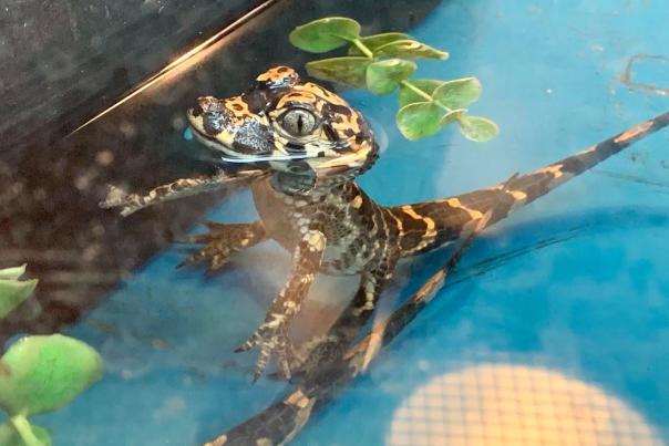 Chinese Alligator hatchling at the Oklahoma City Zoo