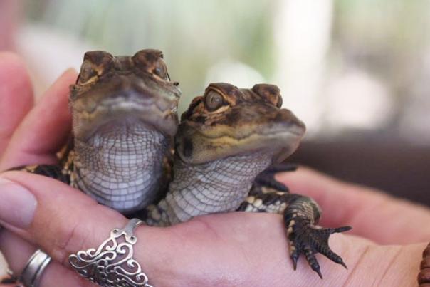 Hand holding two baby alligators at Babcock Ranch Eco Tours