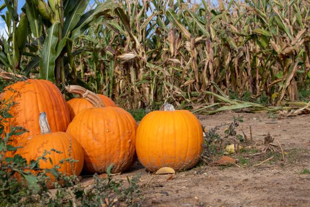 Bosserd Family Farm is a working farm that sells fruit, vegetables, meat and flowers. When Halloween is around the corner, you can pick a pumpkin from the patch. In the fall, you'll find family activities, such as a corn maze, haunted forest, petting zoo, corn maze, hay bale straw climb and zip line for kids.