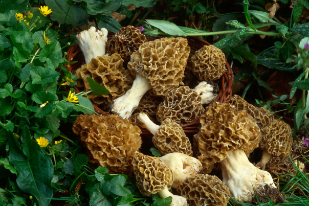 group of morel mushroom laying in green foliage