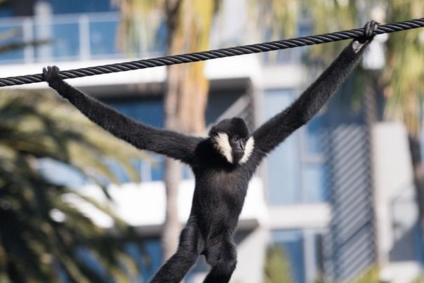 Gibbon Square Perth Zoo