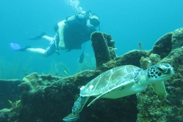 Scuba diver swimming next to a sea turtle